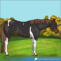 Horse Color:Liver Chestnut Tobiano 