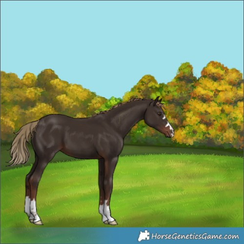 Horse Color:Liver Chestnut 