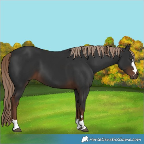Horse Color:Liver Chestnut 