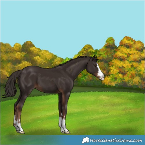 Horse Color:Liver Chestnut 