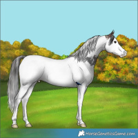 Horse Color:Brown Sabino Splash Tobiano 