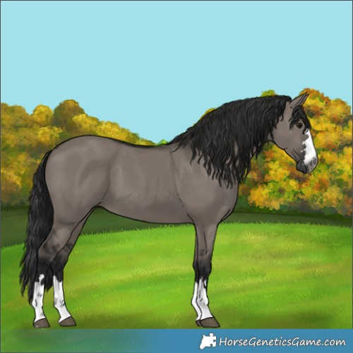 Horse Color:Gray Grullo