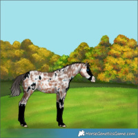 Horse Color:White Spotted Bay Ice Splash