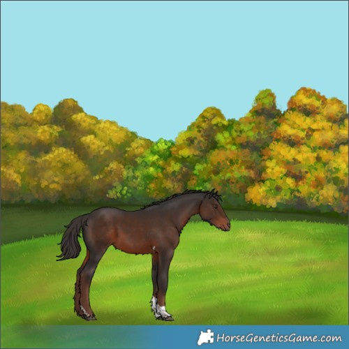 Horse Color:Liver Chestnut Tobiano 