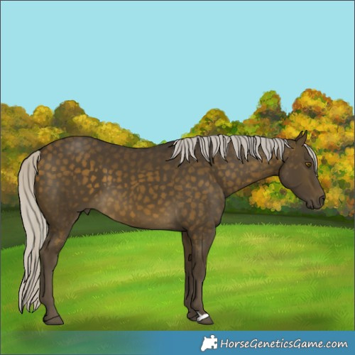 Horse Color:Silver Buckskin 