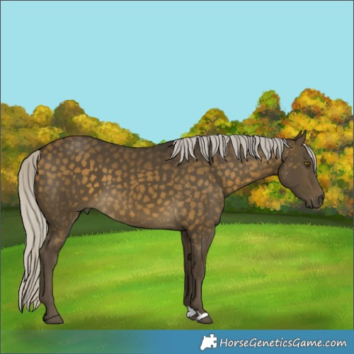 Horse Color:Silver Buckskin 