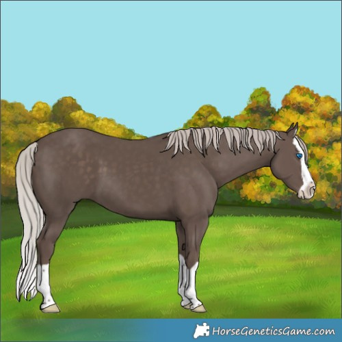 Horse Color:Silver Black Splash 