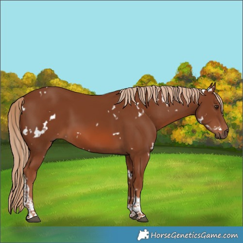 Horse Color:White Spotted Chestnut Tobiano 
