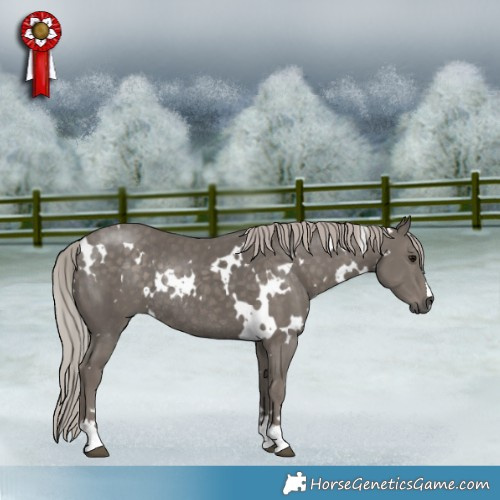 Horse Color:White Spotted Silver Black Rabicano 