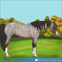 Horse Color:Liver Red Roan Varnish