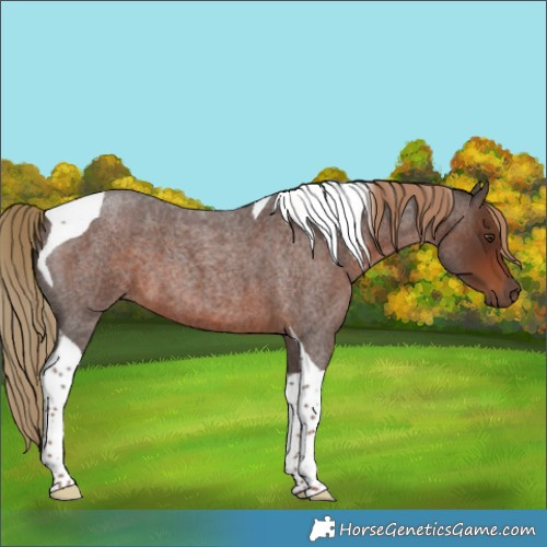 Horse Color:Liver Red Roan Tobiano 