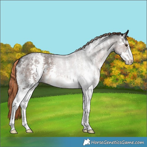 Horse Color:Liver Red Roan Sabino 