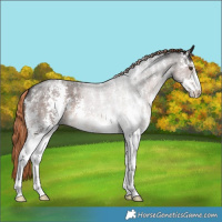 Horse Color:Liver Red Roan Sabino
