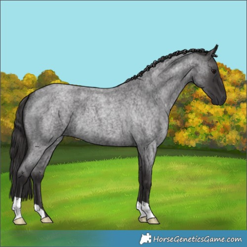 Horse Color:Smoky Blue Roan 