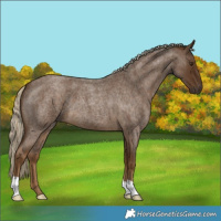 Horse Color:Chocolate Palomino Roan 