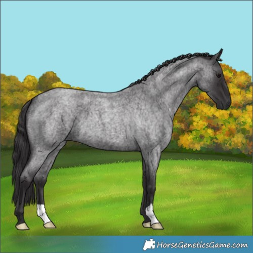 Horse Color:Smoky Blue Roan