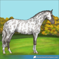 Horse Color:Silver Blue Roan Appaloosa Rabicano 