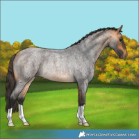 Horse Color:Buckskin Roan Rabicano