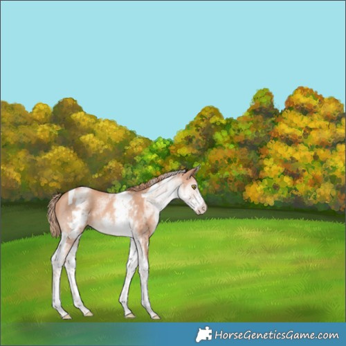 Horse Color:White Spotted Gold Champagne Tobiano 