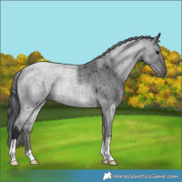 Horse Color:Blue Roan 