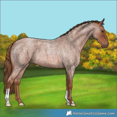 Horse Color:Red Roan 