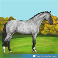 Horse Color:Blue Roan 