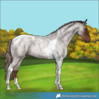 Horse Color:Liver Red Roan Tobiano 
