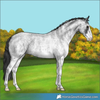 Horse Color:White Spotted Blue Roan 