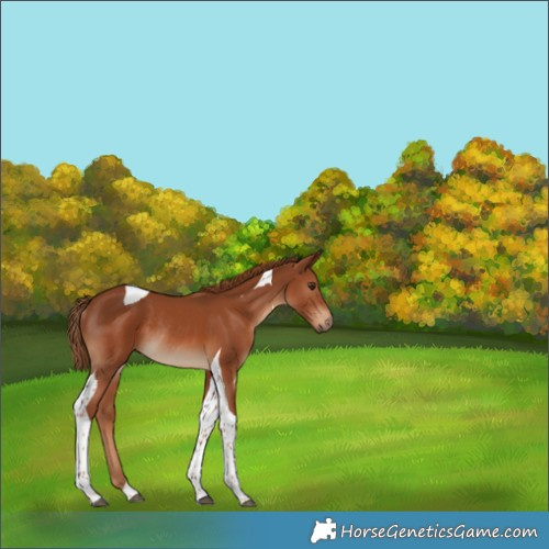 Horse Color:Chestnut Tobiano Rabicano 