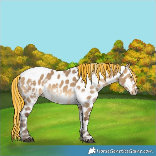 Horse Color:Painted White Spotted Silver Buckskin Dun Near Leopard 