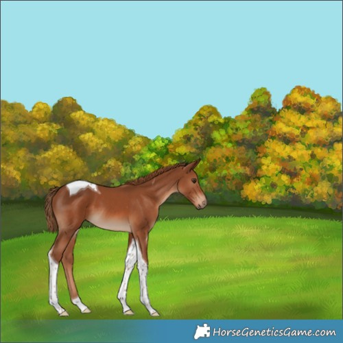Horse Color:Chestnut Tobiano 