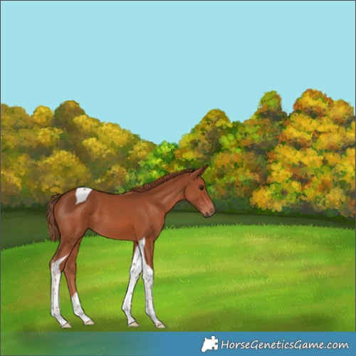 Horse Color:Chestnut Tobiano 