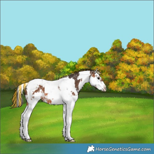 Horse Color:Painted White Spotted Brown Splash Tobiano 