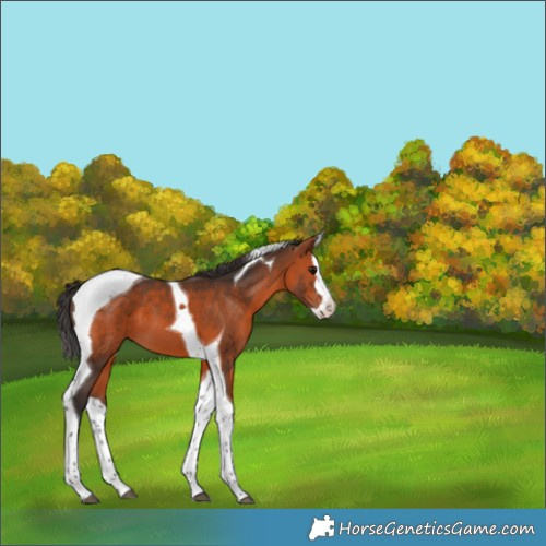 Horse Color:Bay Splash Tobiano 