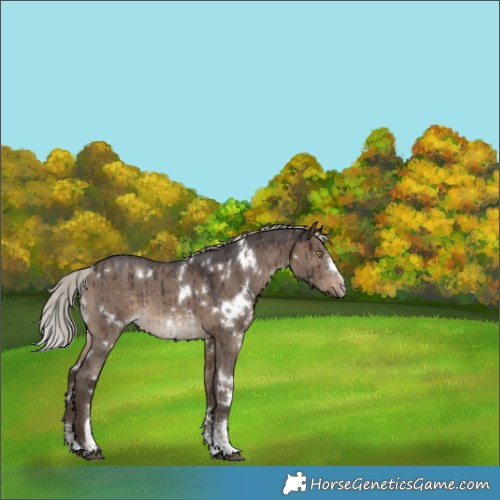 Horse Color:White Spotted Silver Brown Dun Sabino Brindle 
