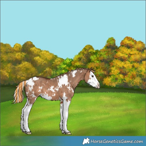 Horse Color:Painted White Spotted Silver Bay Dun Splash Brindle 
