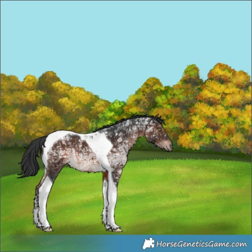 Horse Color:Brown Ice Tobiano Rabicano 