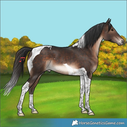 Horse Color:Brown Tobiano 
