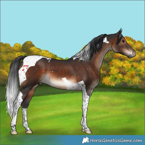Horse Color:Brown Tobiano 