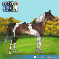 Horse Color:Brown Tobiano 