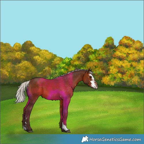 Horse Color:Silver Bay Sabino 