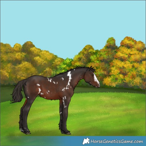Horse Color:White Spotted Liver Chestnut Splash 