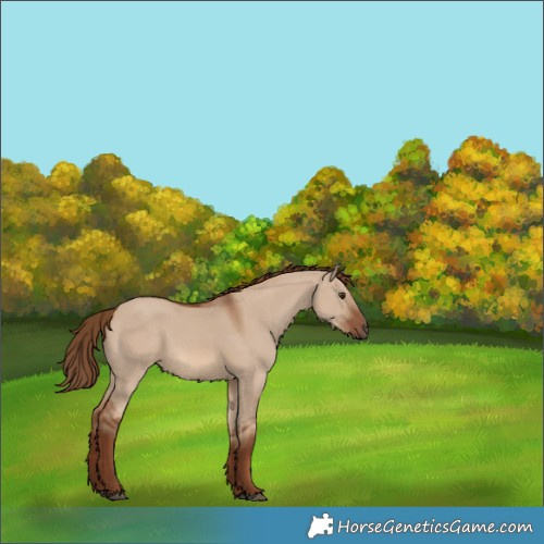 Horse Color:Red Dun 