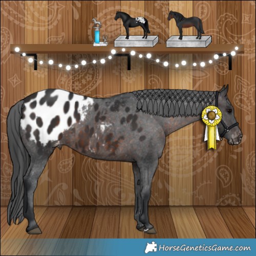 Horse Color:Brown Appaloosa 