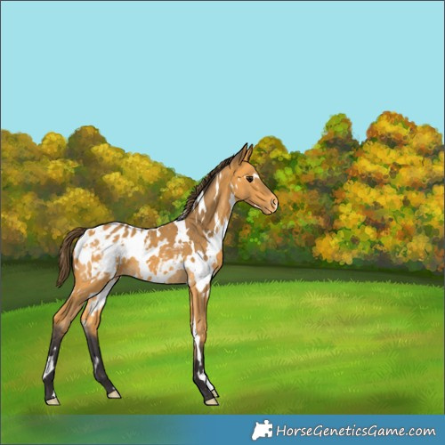 Horse Color:Unknown