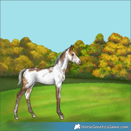 Horse Color:White Spotted Silver Buckskin Frame 