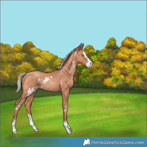 Horse Color:White Spotted Silver Sable Champagne Splash Rabicano
