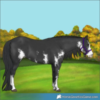 Horse Color:Black Sabino 