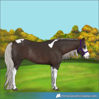 Horse Color:Silver Brown Sabino Tobiano Rabicano