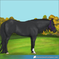 Horse Color:Black 